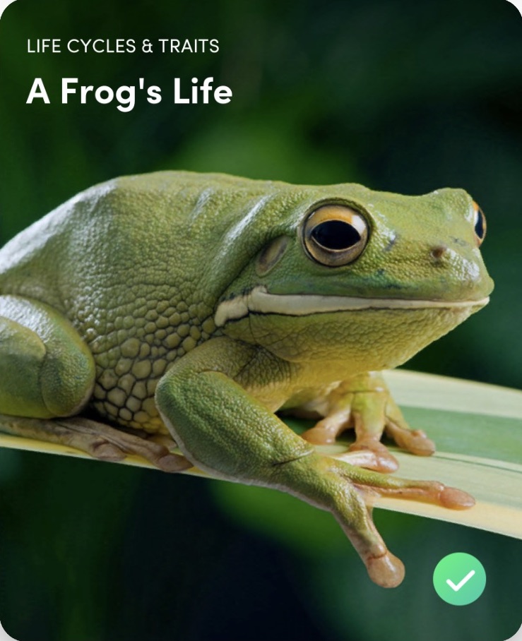 virtual frog dissection game free online